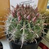 Ferocactus _gracilis